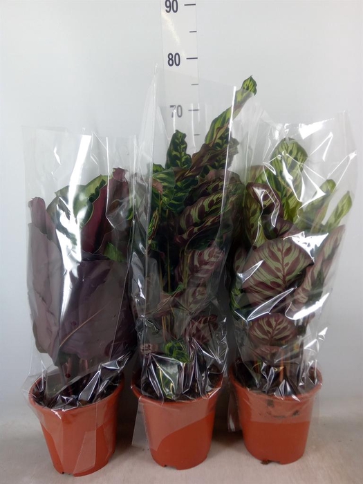 <h4>Calathea   ...mix</h4>