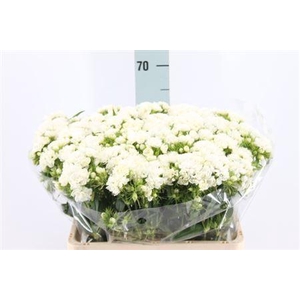 Di Barb Doblino White X50