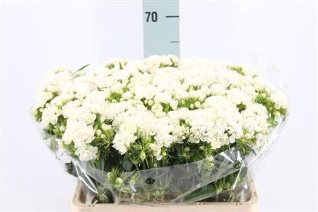 Di Barb Doblino White X50