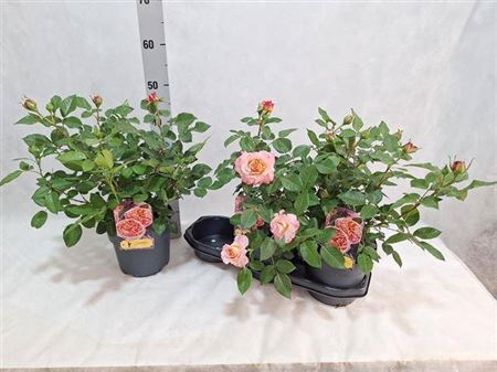 Rosa Ov Chippendale