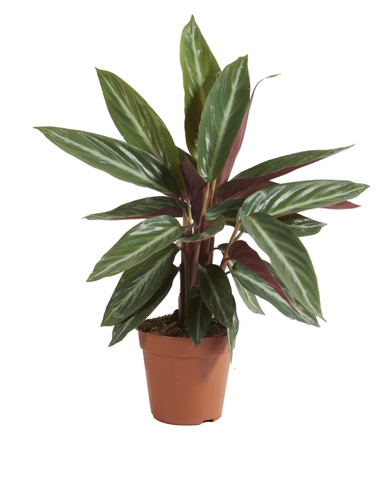 Calathea