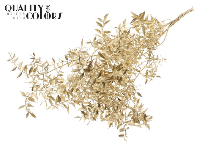 <h4>Ruscus 70cm 5 pc/bunch Antique Gold (2x5 bunch/poly)</h4>