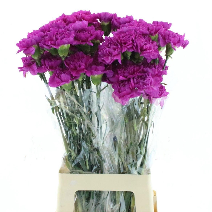 <h4>DI ST FARIDA</h4>