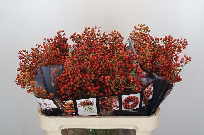 <h4>ROSA AUT ROSEFRUITS</h4>