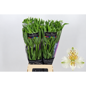 Alstroemeria Prestige