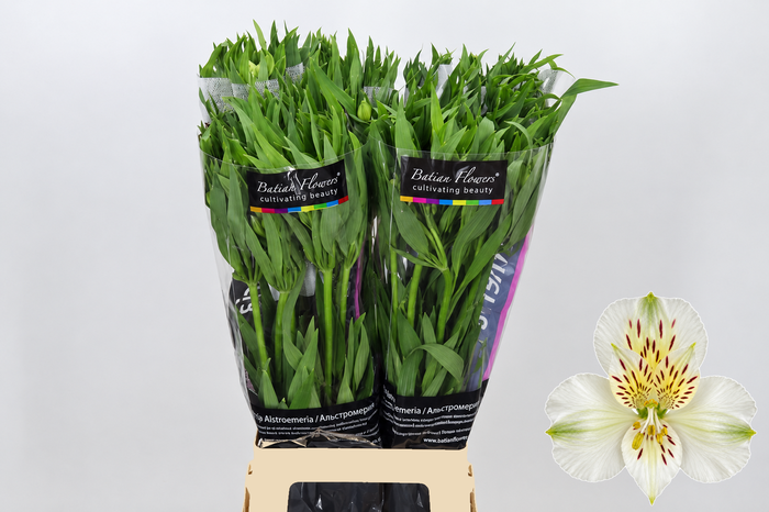 <h4>Alstroemeria Prestige</h4>