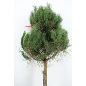 PINUS TREE 150 CM