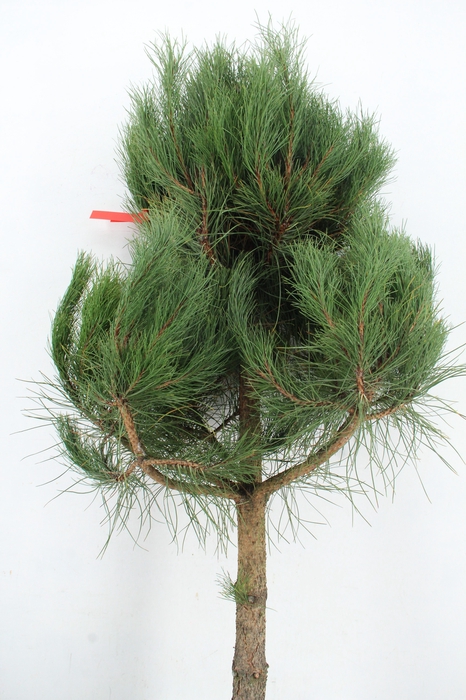 <h4>PINUS TREE 150 CM</h4>