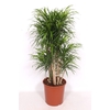 Dracaena Anita