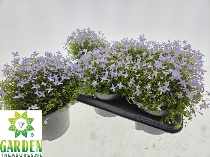 <h4>HOUST CAERULEA</h4>