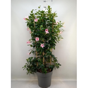 Mandevilla am. 'Sundav Cream Pink'