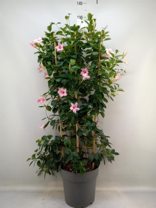 <h4>Mandevilla am. 'Sundav Cream Pink'</h4>