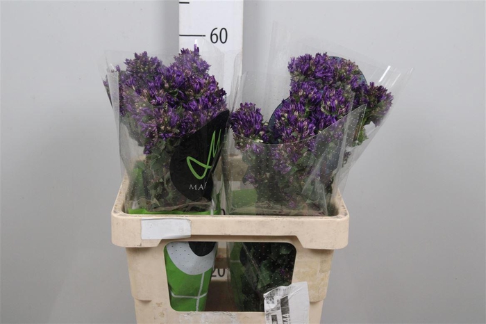 Camp Glom Benova Blue