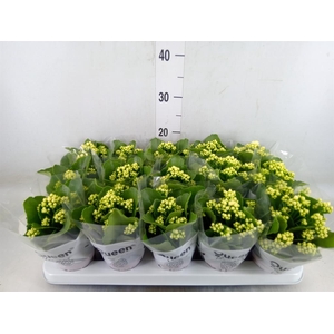 Kalanchoe blos. 'RosFlow Sia'