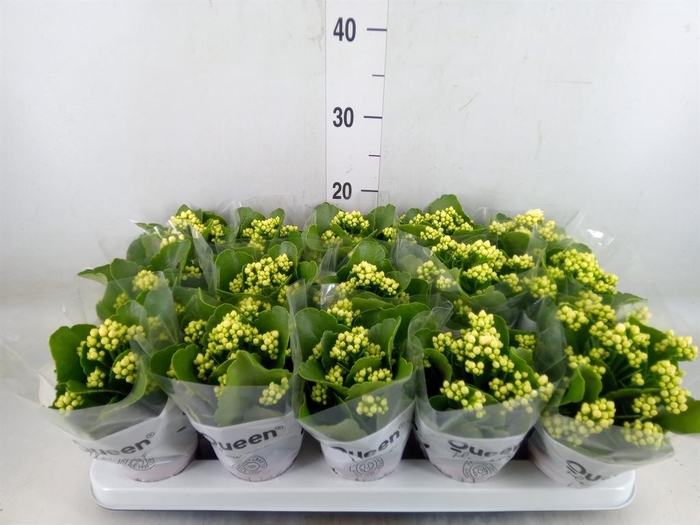 <h4>Kalanchoe blos. 'RosFlow Sia'</h4>