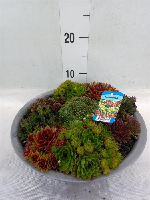 <h4>Sempervivum   ...</h4>