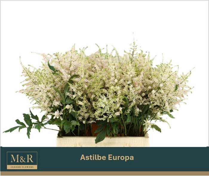 <h4>ASTIL JAP EUROPA</h4>