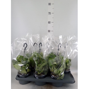 Scindapsus pictus 'Silvery Ann'