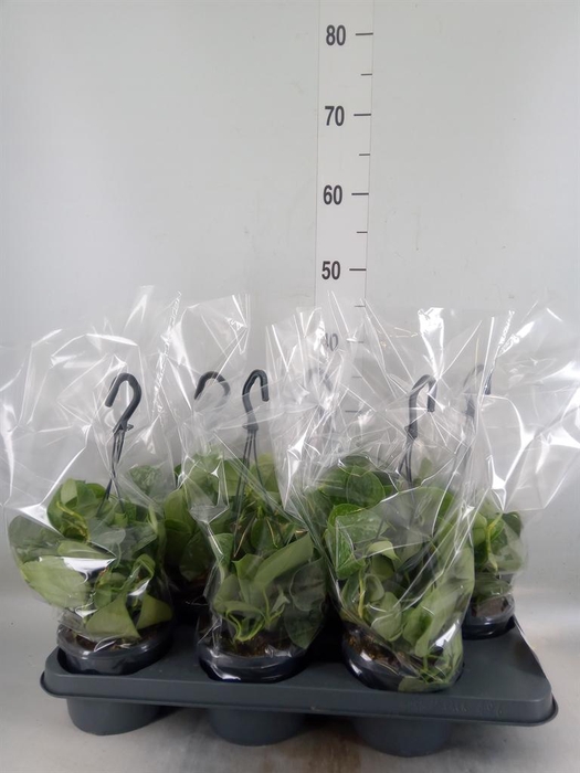 <h4>Scindapsus pictus 'Silvery Ann'</h4>