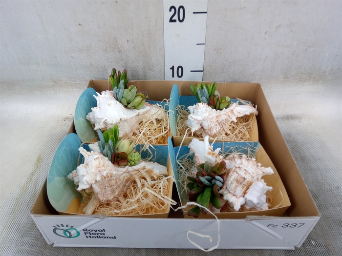 <h4>Planten  ..in schelp L%</h4>