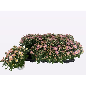 arr8 Chry Parad Pink