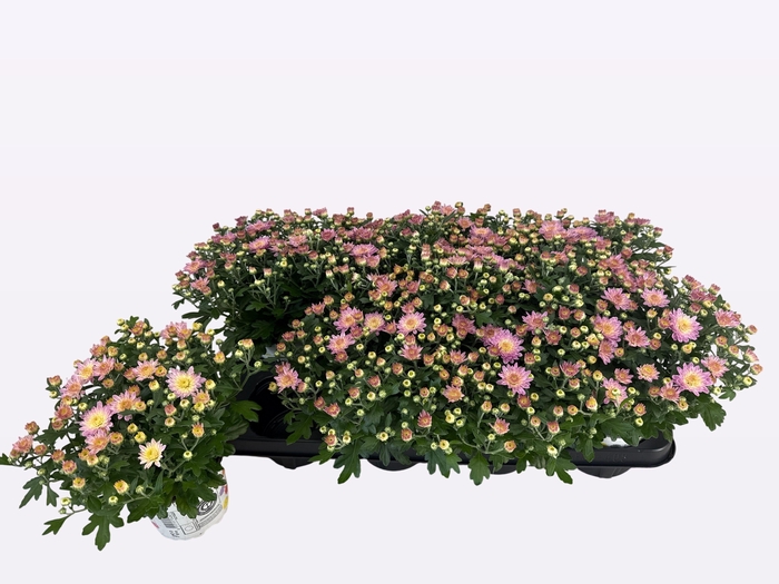 <h4>arr8 Chry Parad Pink</h4>
