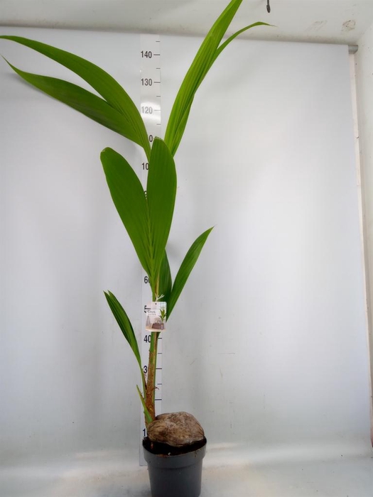 <h4>Cocos nucifera</h4>