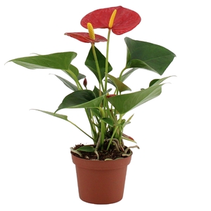 Anthurium 9 cm Success Red in Essential sleeve