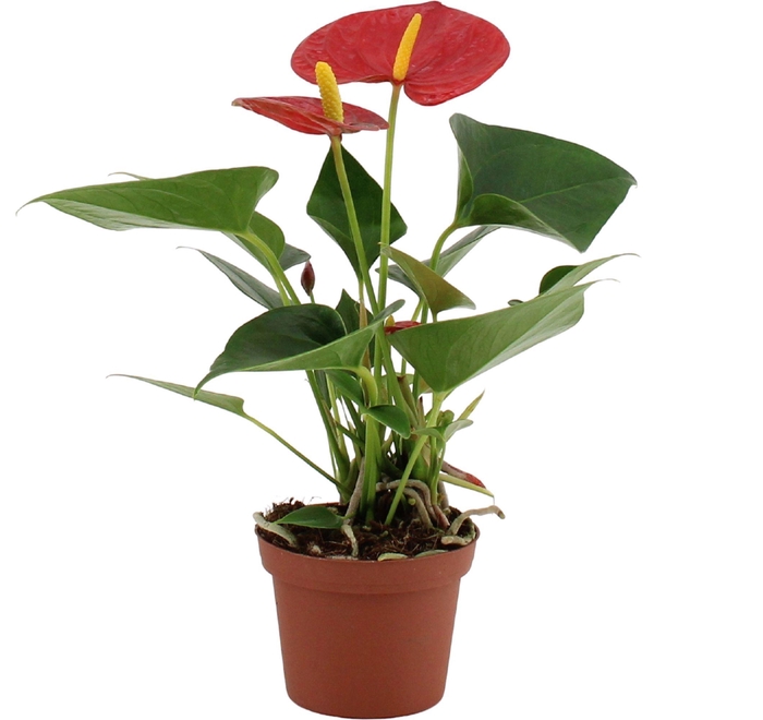 <h4>Anthurium 9 cm Success Red in Essential sleeve</h4>
