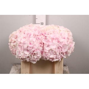 Hydr M Royal Grandeu