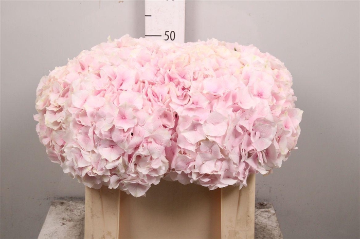 <h4>Hydr M Royal Grandeu</h4>