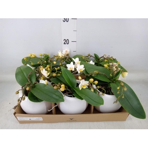 Phalaenopsis multi. 'Ant Nazare'