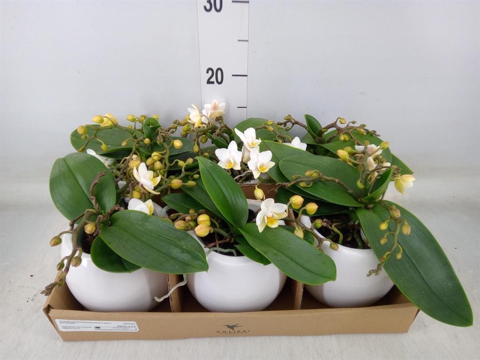 <h4>Phalaenopsis multi. 'Ant Nazare'</h4>