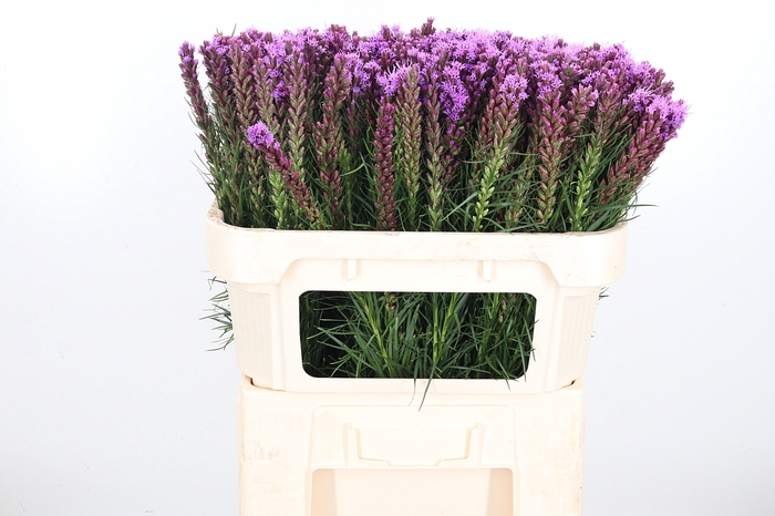 <h4>Liatris Callilepis</h4>