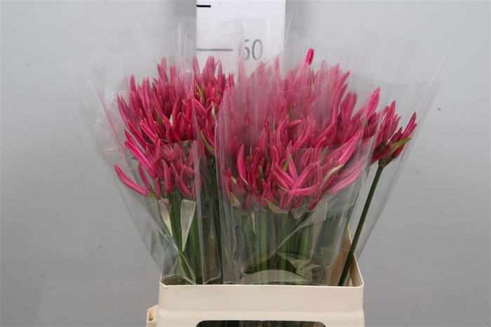 <h4>Ne Bo Favourite</h4>