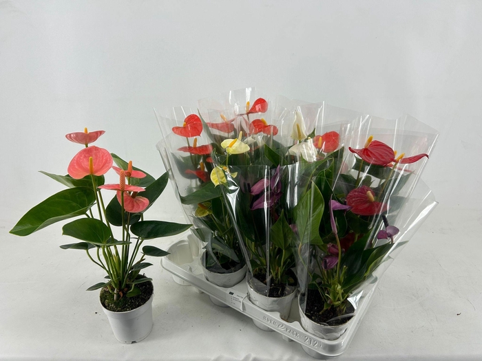 <h4>ANTHU AN GEM 5 KL</h4>