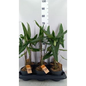 Alocasia zebrina