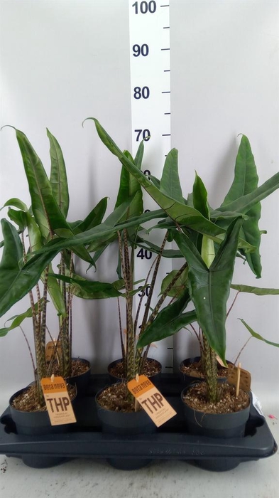 <h4>Alocasia zebrina</h4>