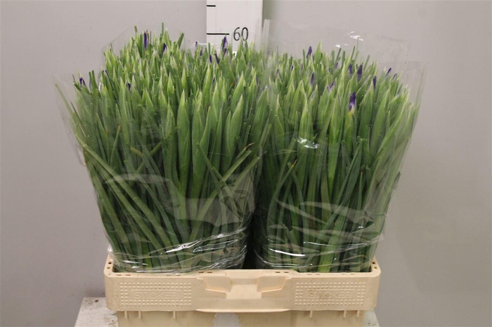 <h4>Iris Blue Magic</h4>