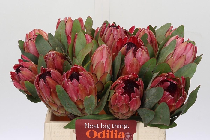 <h4>Protea Silvia</h4>