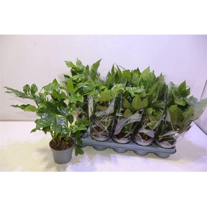 Fatsia Ov