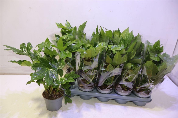 <h4>Fatsia Ov</h4>