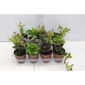 PEPEROMIA VARIADO P09