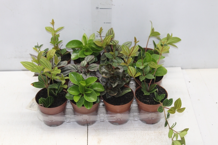 <h4>PEPEROMIA VARIADO P09</h4>