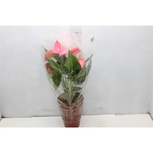 ANTHURIO MAINE P17 ROSA