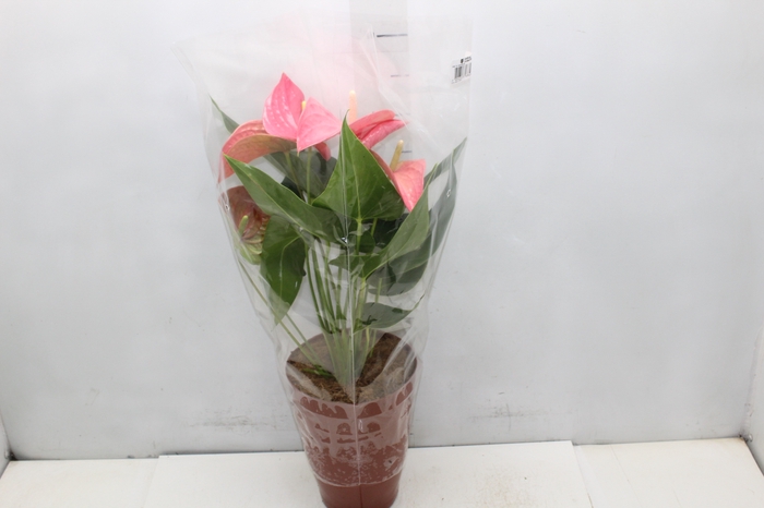 <h4>ANTHURIO MAINE P17 ROSA</h4>