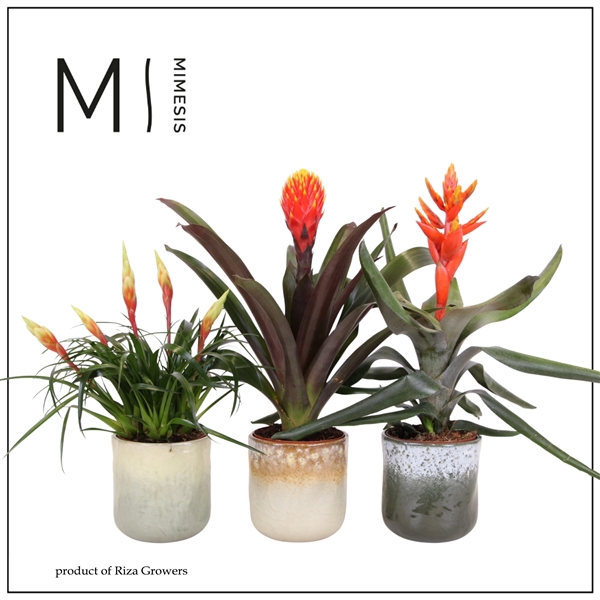 <h4>Mimesis Bromelia Royal Nature - 12 cm in Ottawa ceramic</h4>