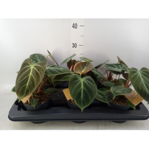Philodendron   ...