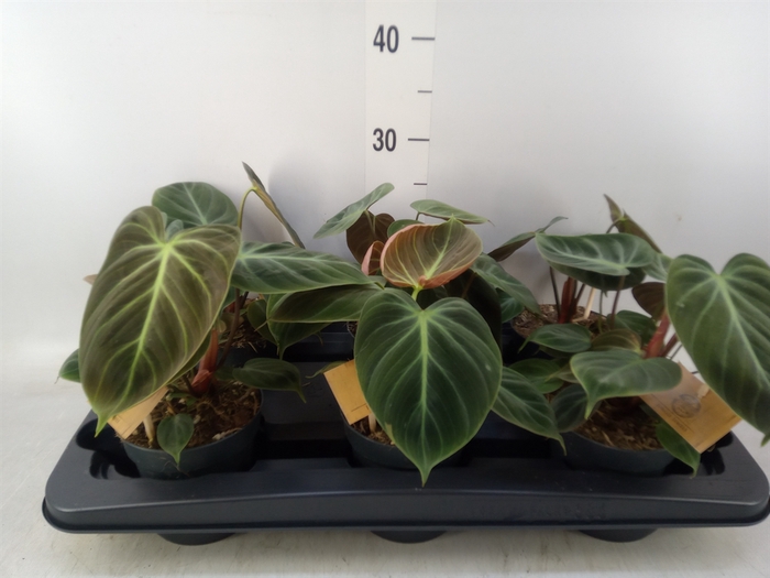 <h4>Philodendron   ...</h4>