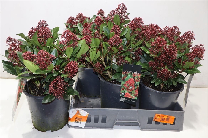 <h4>Skim J Rubella</h4>